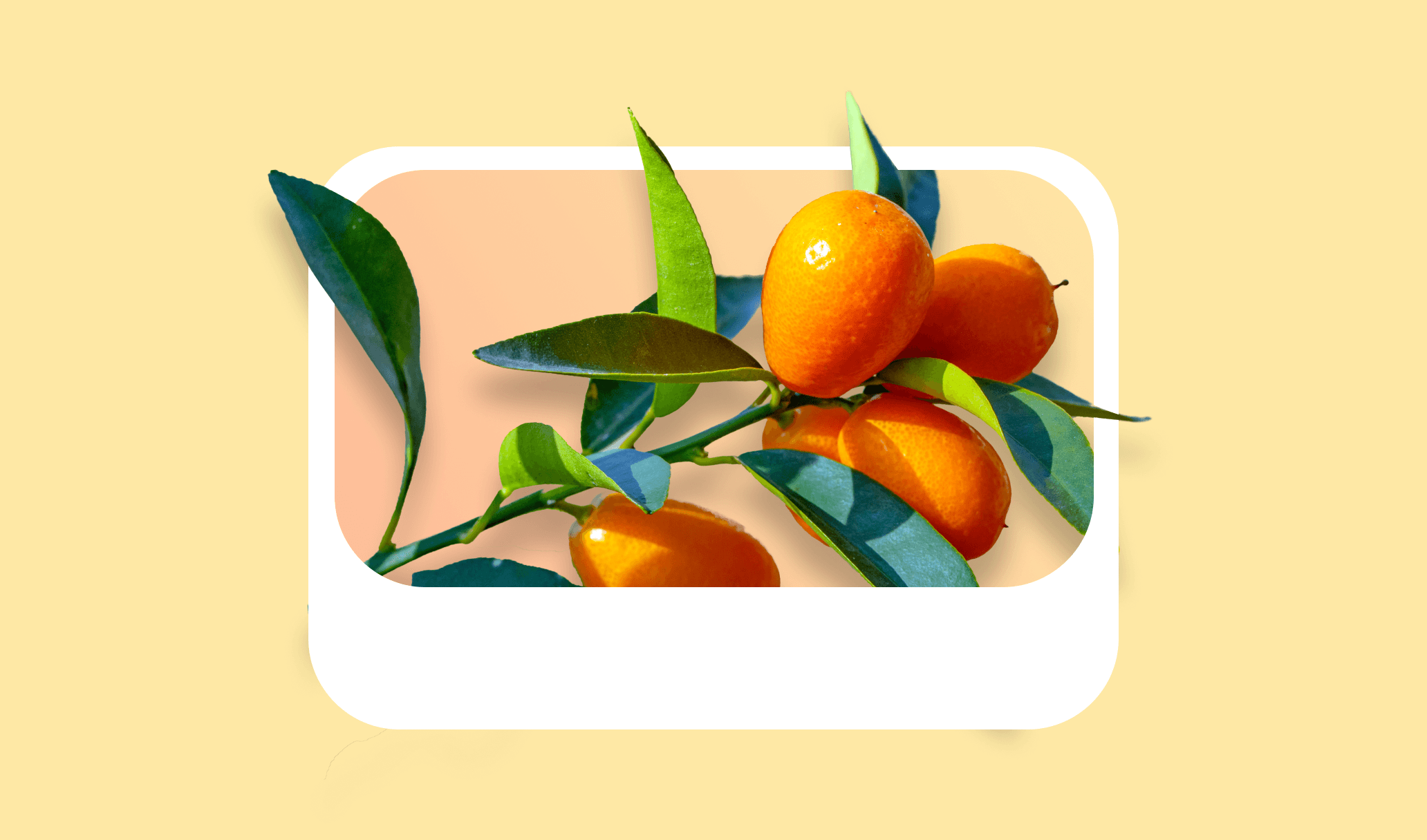 Kumquat